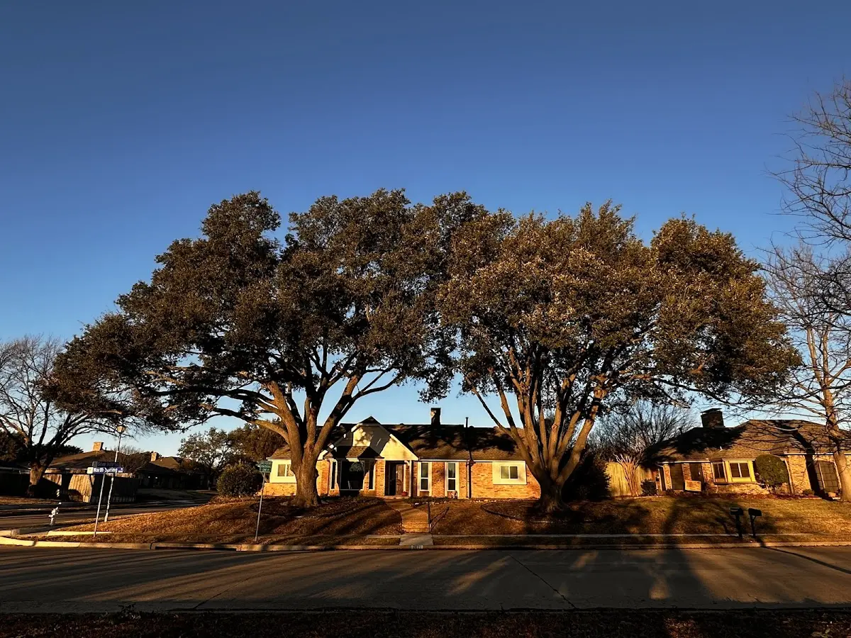 Established residential canopy tree shading a home in Harrisville
